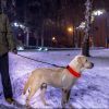 LED Dog Collar USB Rechargeable Safety Collar