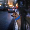 LED Dog Collar USB Rechargeable Safety Collar
