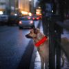 LED Dog Collar USB Rechargeable Safety Collar