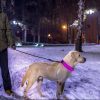 LED Dog Collar USB Rechargeable Safety Collar