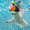 Rolling Ball for Dogs I Pet Dog Mental Stimulation Toy