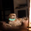 USB Rechargeable LED Dog Collar Multi-Color Lighting