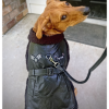 Top Dog Flight Harness Coat